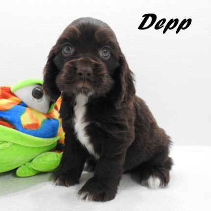 puppy, for, sale, Cocker Spaniel, Joe & Cherri  Overlease, dog, breeder, Miller, MO, dog-breeder, puppy-for-sale, forsale, nearby, find, puppyfind, locator, puppylocator, aca